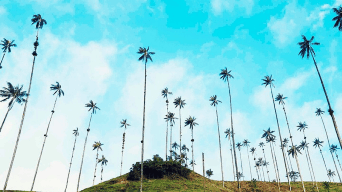 Salento, Cocora Valley & Cocoa Tour From Pereira or Armenia - What to Bring