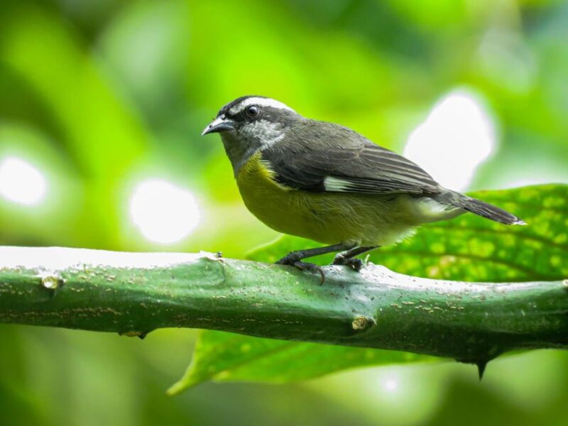 Salento: Hike to Learn About Birds - Activity Overview