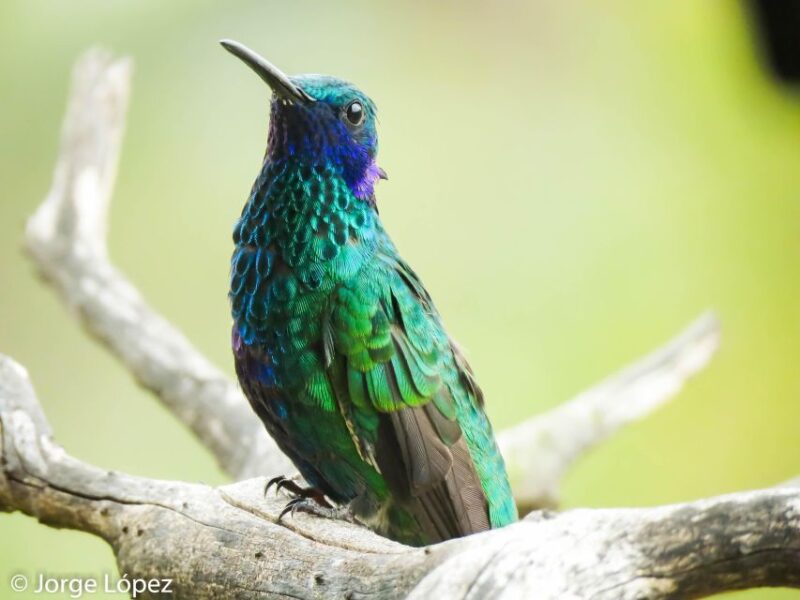 Salento: Hike to Learn About Birds - Birdwatching Opportunities