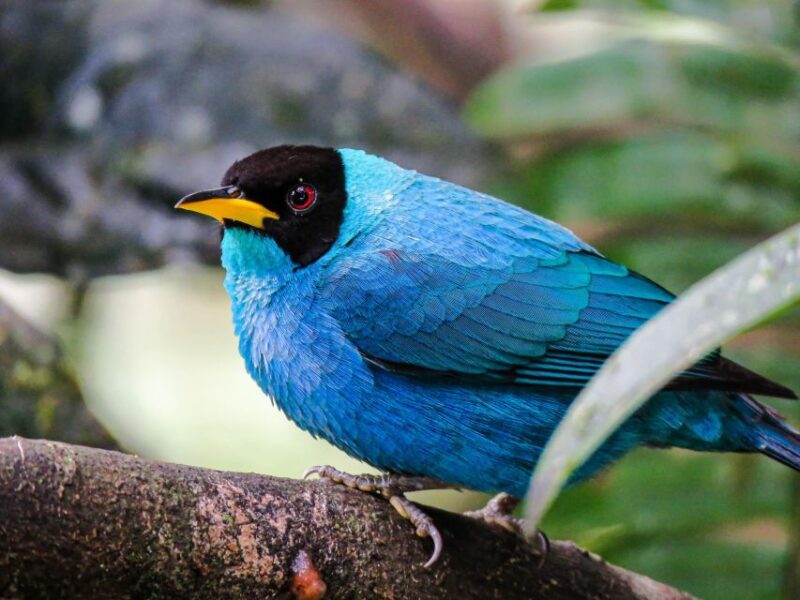 Salento: Hike to Learn About Birds - Included in the Experience