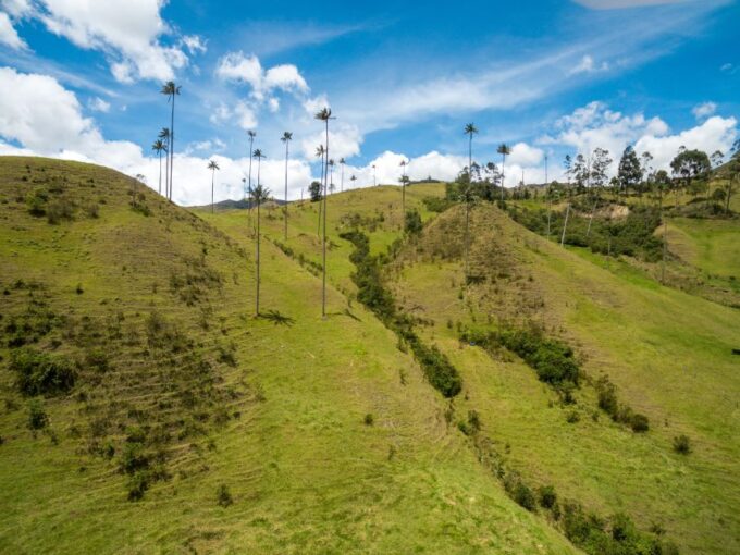 Salento: Private Cocora Valley, Salento & Coffee Farm Tour - Recap