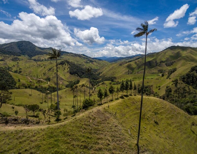 Salento: Private Cocora Valley, Salento & Coffee Farm Tour - Customer Feedback