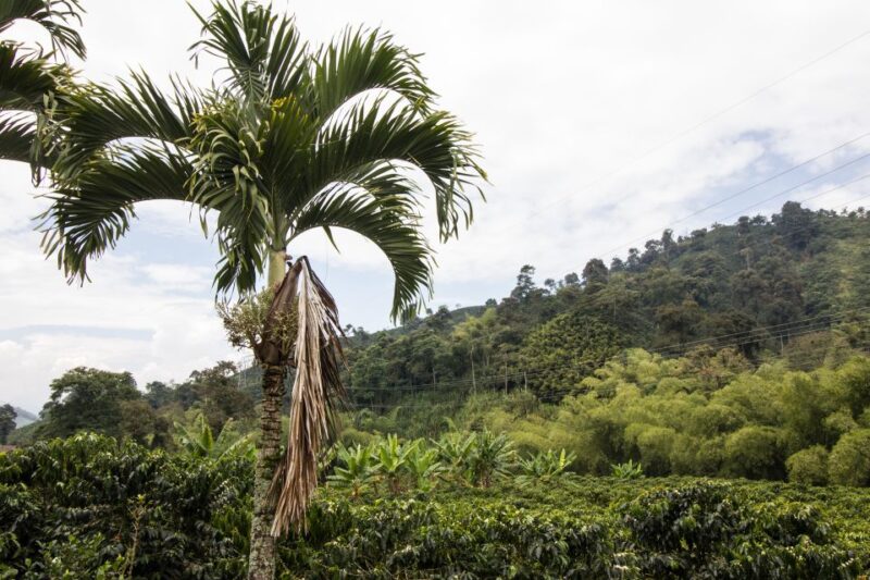 Salento: Private Hacienda Venecia Coffee Tour - Itinerary