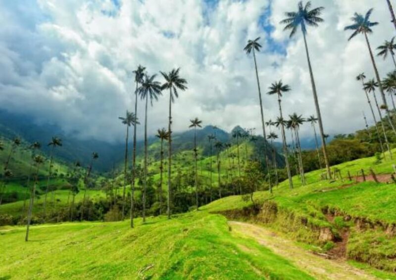 Salento to Cocora Valley (Or Vice Versa) - Private Transport - Booking Information