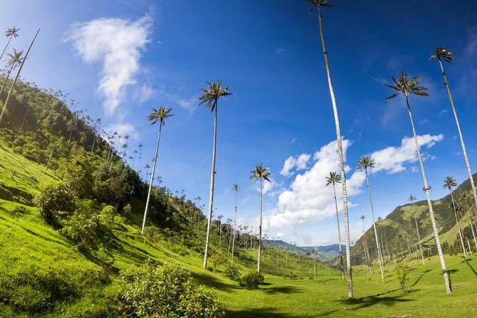 Salento Valley of Cocora and Filandia - Key Points