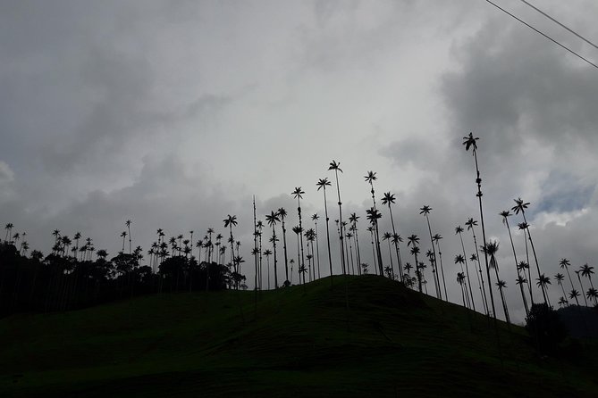Salento Valley of Cocora and Filandia - Itinerary Breakdown