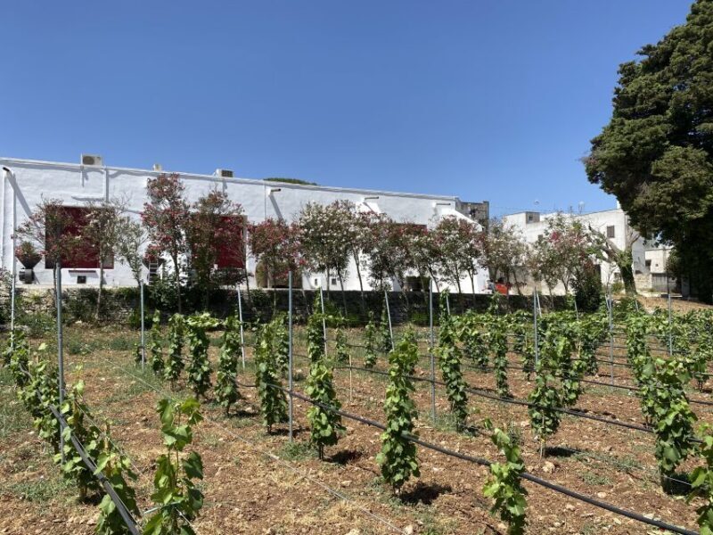 Salento: Winery Tour and Tasting - The History of the Family-Owned Winery