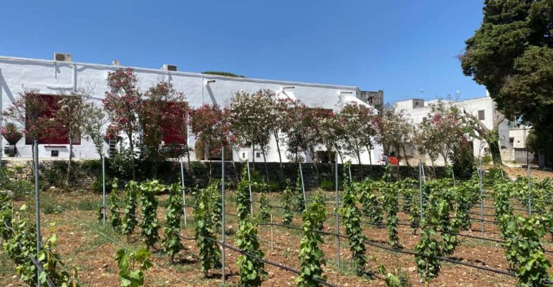 Salento: Winery Tour and Tasting - Guided Tour of the Wine Cellar