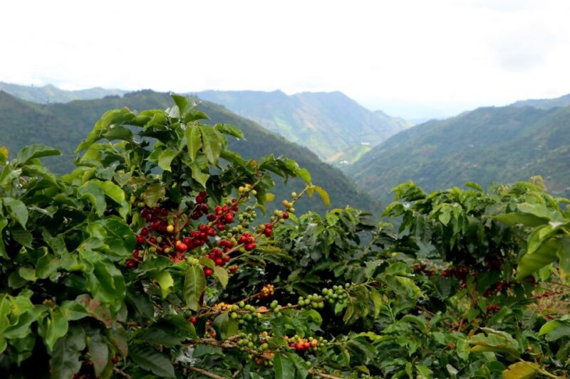 Salgar: the Manchuria Coffee Reserve Guided Tour With Lunch - Inclusions