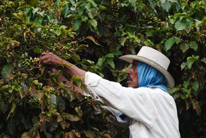 Salgar: the Manchuria Coffee Reserve Guided Tour With Lunch - Transportation Options