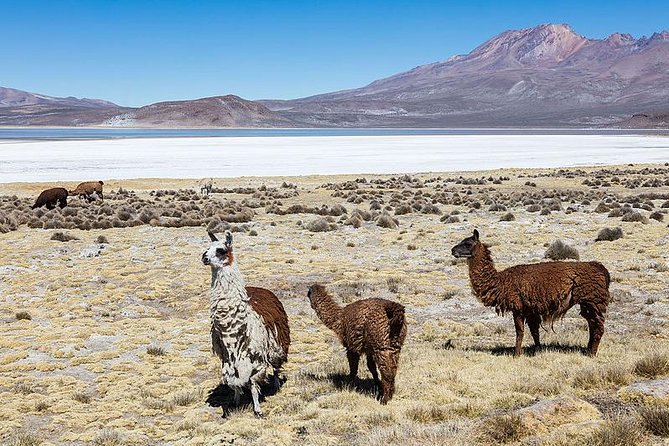 Salinas Salt Lagoon Private Tour - Day Trip From Arequipa - Key Points