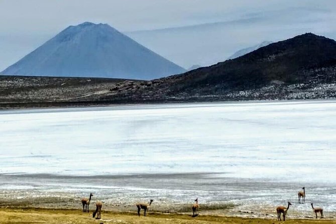 Salinas Salt Lagoon Private Tour - Day Trip From Arequipa - Suitability and Restrictions