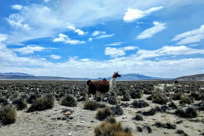 Salinas Salt Lagoon Private Tour - Day Trip From Arequipa - Guest Reviews and Feedback