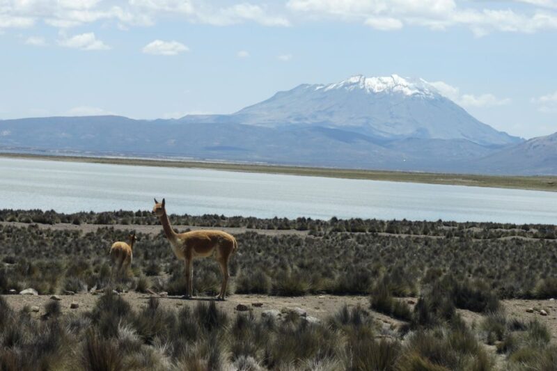 Salinas Salt Lagoon Private Tour: Day Trip From Arequipa - Key Points