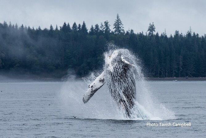Salish Sea Whale Watching - Indigenous Cultural Insights