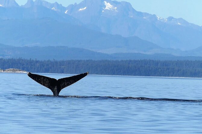 Salish Sea Whale Watching - Confirmation and Accessibility