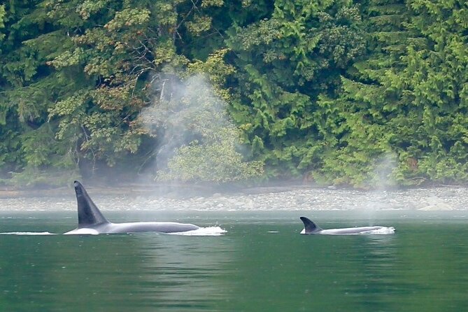 Salish Sea Whale Watching - Transportation and Age Restrictions