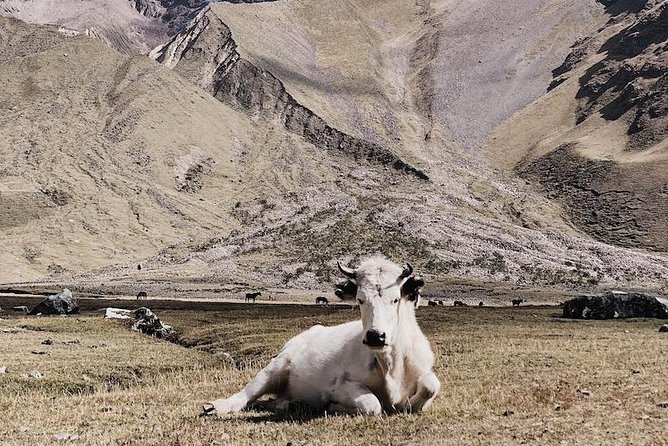 Salkantay Trek to Machu Picchu (5 Days) - Day 4: La Playa to Aguas Calientes