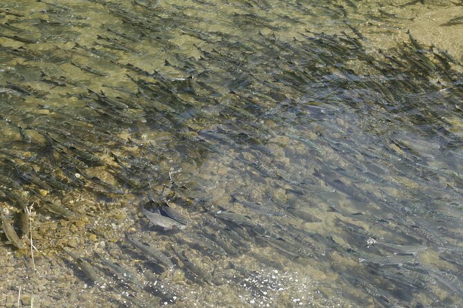 Salmon Watching Experience - Tour Details