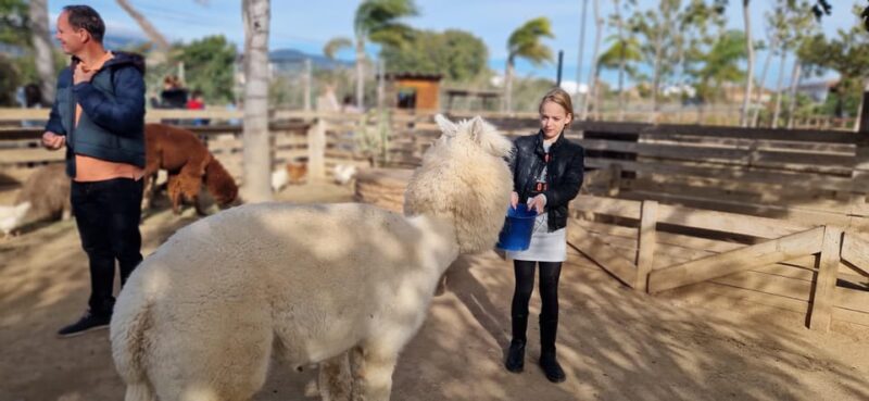 Salou, Cambrils, or Pineda: Animal Farm Roundtrip Transfer - Explore the Catalan Donkeys