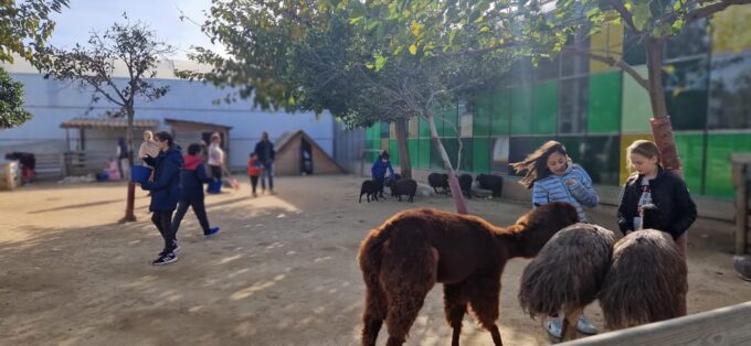 Salou, Cambrils, or Pineda: Animal Farm Roundtrip Transfer - Observe the Captivating Ostriches