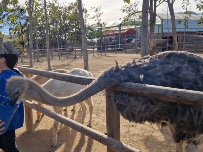 Salou, Cambrils, or Pineda: Animal Farm Roundtrip Transfer - Interact With the Friendly Alpacas and Pigs