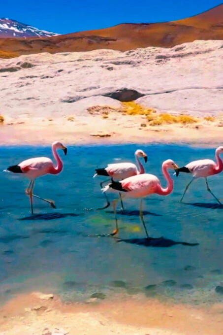 Salt Flats Expedition - Intimate Journey + Culinary Delights - Unforgettable Memories