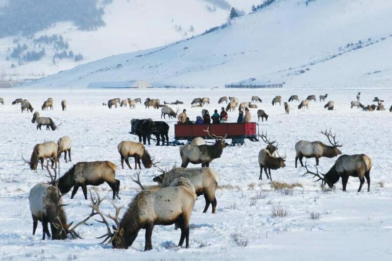 Salt Lake City: 3-Day Yellowstone Winter Wildlife Tour - Who Is This Tour Best For?
