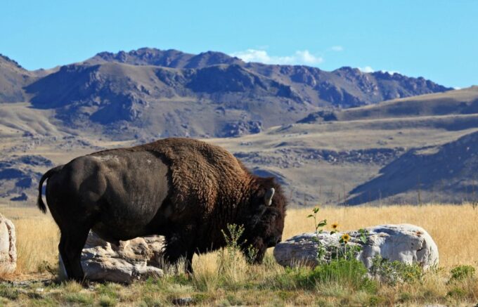 Salt Lake City: Great Salt Lake Antelope Island Guided Tour - Frequently Asked Questions