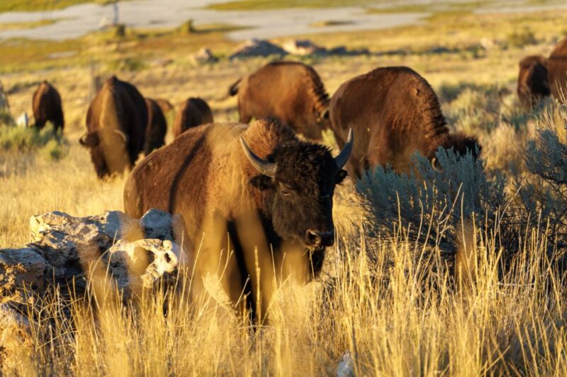 Salt Lake City: Great Salt Lake Wildlife & Sunset Experience - Experience Highlights
