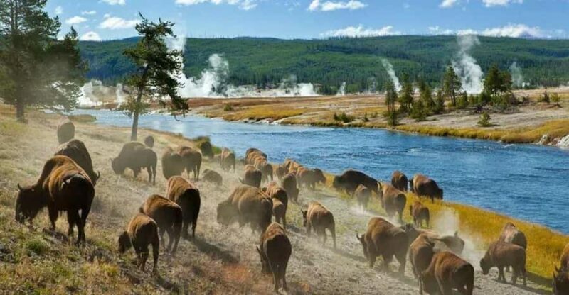 Salt Lake City: Yellowstone 3-Day Guided Trip with Hotels - Introduction