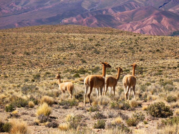 Salta: Quebrada De Humahuaca and Purmamarca Day Trip - Destination Highlights
