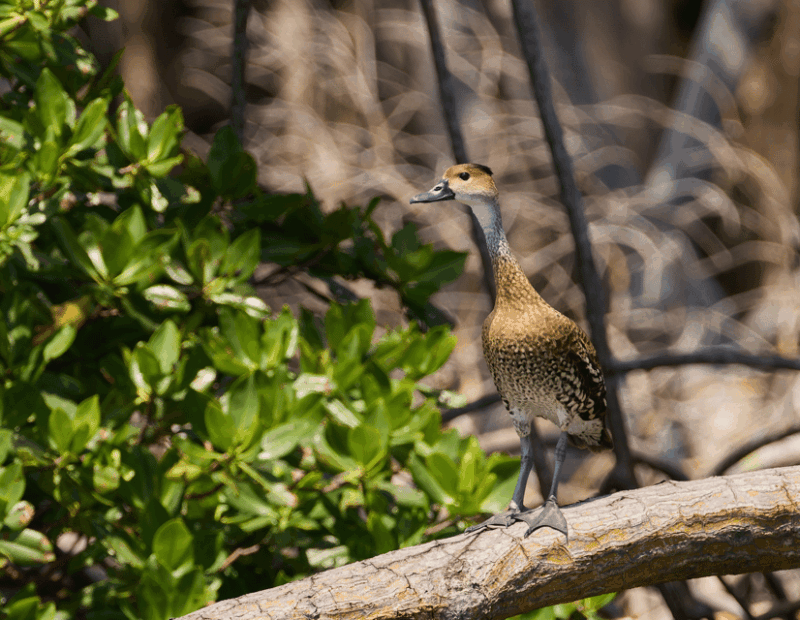 Salto El Limón Waterfalls & Cayo Levantado Tour - Key Points