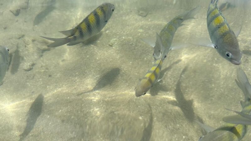 Salvador: Dos Frades & Itaparica Islands Full-Day Boat Tour - Local Cuisine and Lunch