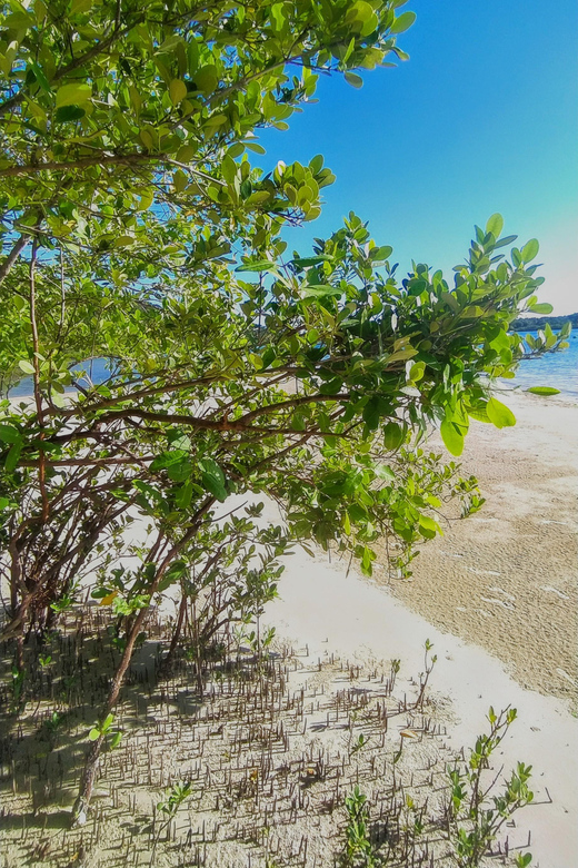 Salvador: Private Boat Tour at Frades Island - Tour Details