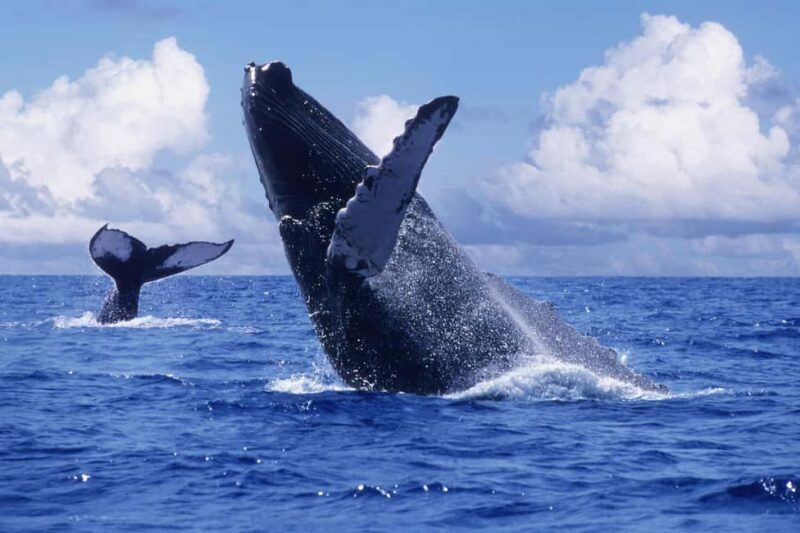 Samaná Bay Eco Whale Watching + Cayo Levantado & El Limón - A Closer Look at the Tour Experience
