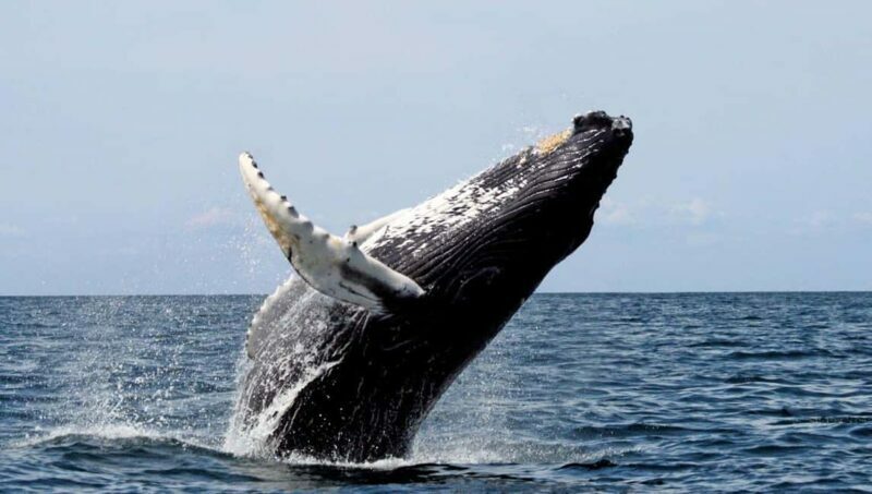 Samaná Bay Eco Whale Watching + Cayo Levantado & El Limón - FAQs