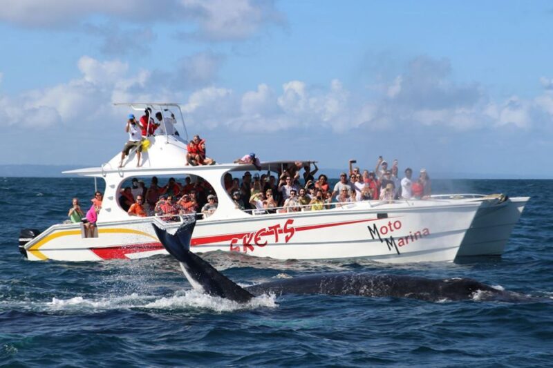 Samana: Bay of Samana Whale Watching Experience - Observing Humpback Whales