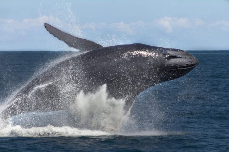 Samana: Bay of Samana Whale Watching Experience - Exploring the Marine Sanctuary