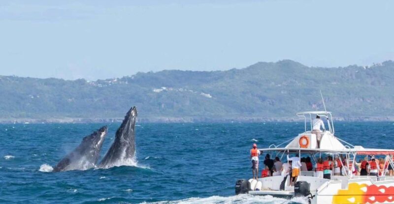 Samana: Bay of Samana Whale Watching Experience - Customer Ratings and Feedback