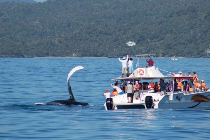 Samana: Bay of Samana Whale Watching Experience - Frequently Asked Questions