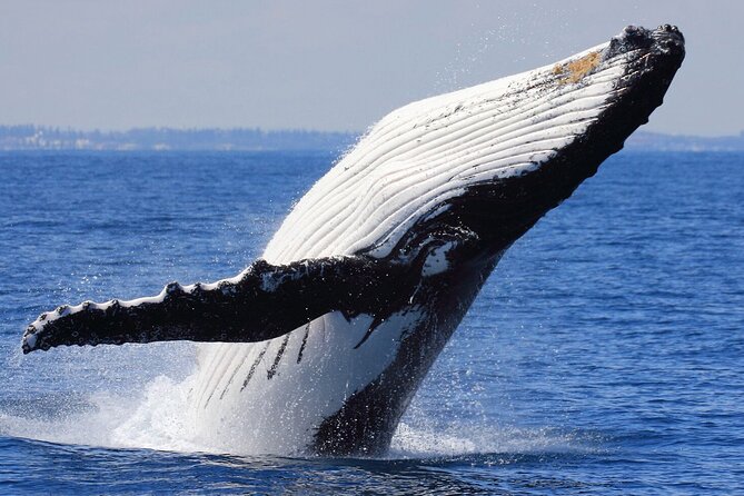 Samana Bay Whale Watching Full Day Tour With Lunch From Punta Cana - Whale Watching Experience