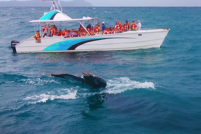 Samana Bay Whale Watching Full Day Tour With Lunch From Punta Cana - Bacardi Island Excursion