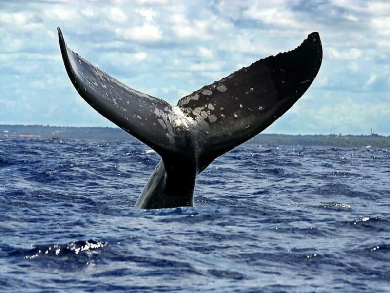 Samaná: Catamaran Cruise with Bacardi Island Visit - Final Thoughts