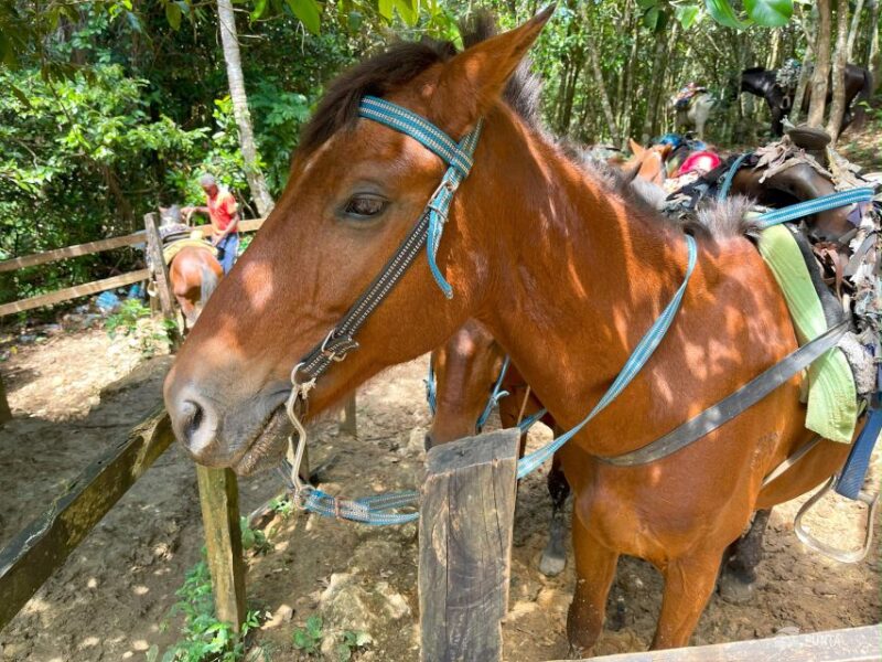 Samana From Punta Cana: Cayo Levantado & El Limon Waterfall - Food and Beverages