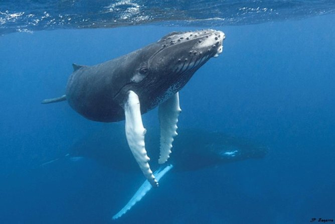 Samana Full-Day Tour With Whale Watching and Horse Riding - Cayo Levantado Island