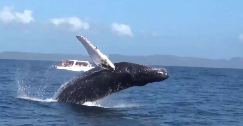 Samana: Guided Day Trip With Buffet Lunch and Whale Watching - Important Details