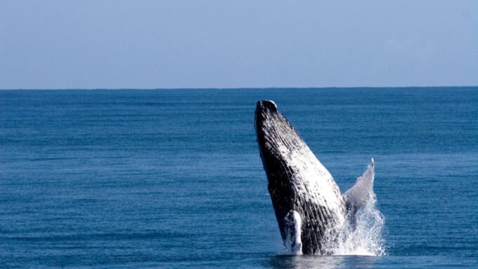 Samana: Guided Day Trip With Buffet Lunch and Whale Watching - Whale Watching Experience