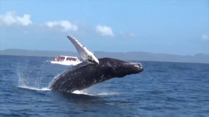 Samana: Guided Day Trip With Buffet Lunch and Whale Watching - Cayo Levantado Beach Time
