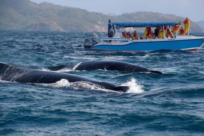 Samana: Guided Day Trip With Buffet Lunch and Whale Watching - El Limon Waterfall Horseback Ride